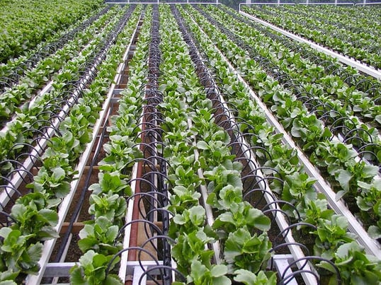 Irrigation-goutte-a-goutte